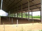 Freestall Agromen - Franca - SP